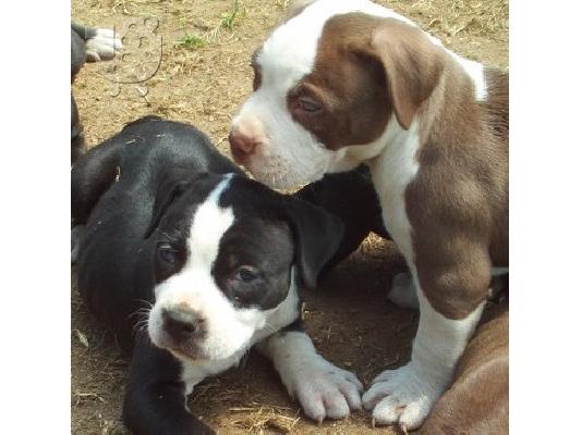 PoulaTo: American staffordshire ετοιμοπαράδοτα